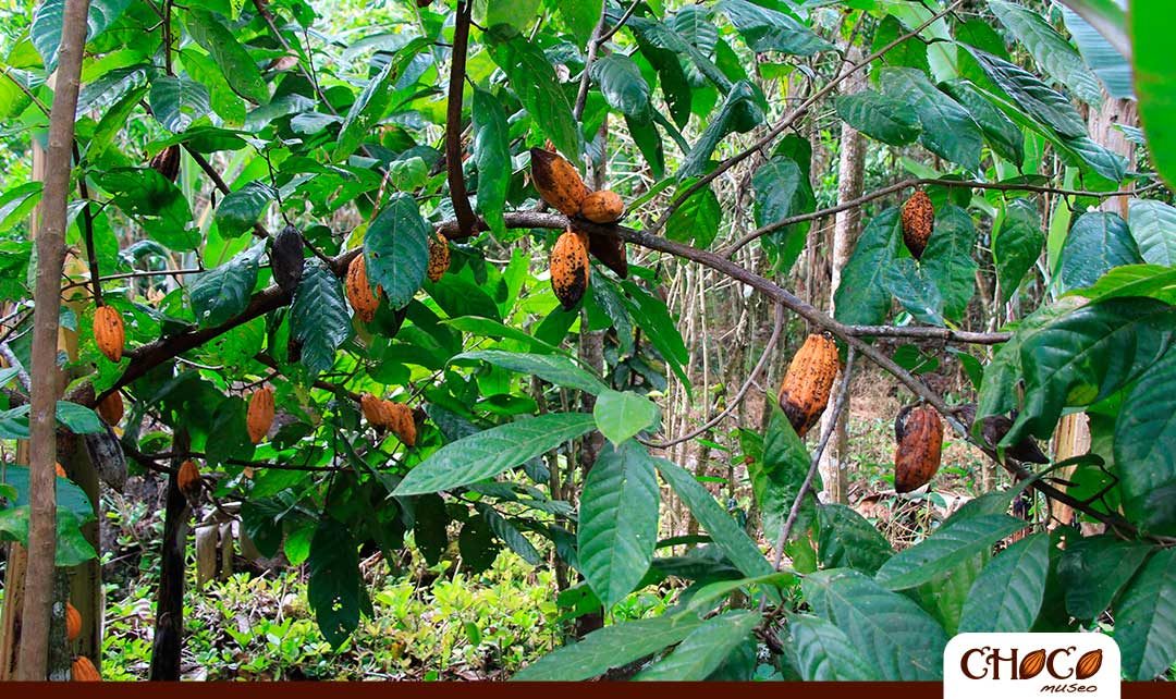 Descubre las plantaciones de cacao del Perú