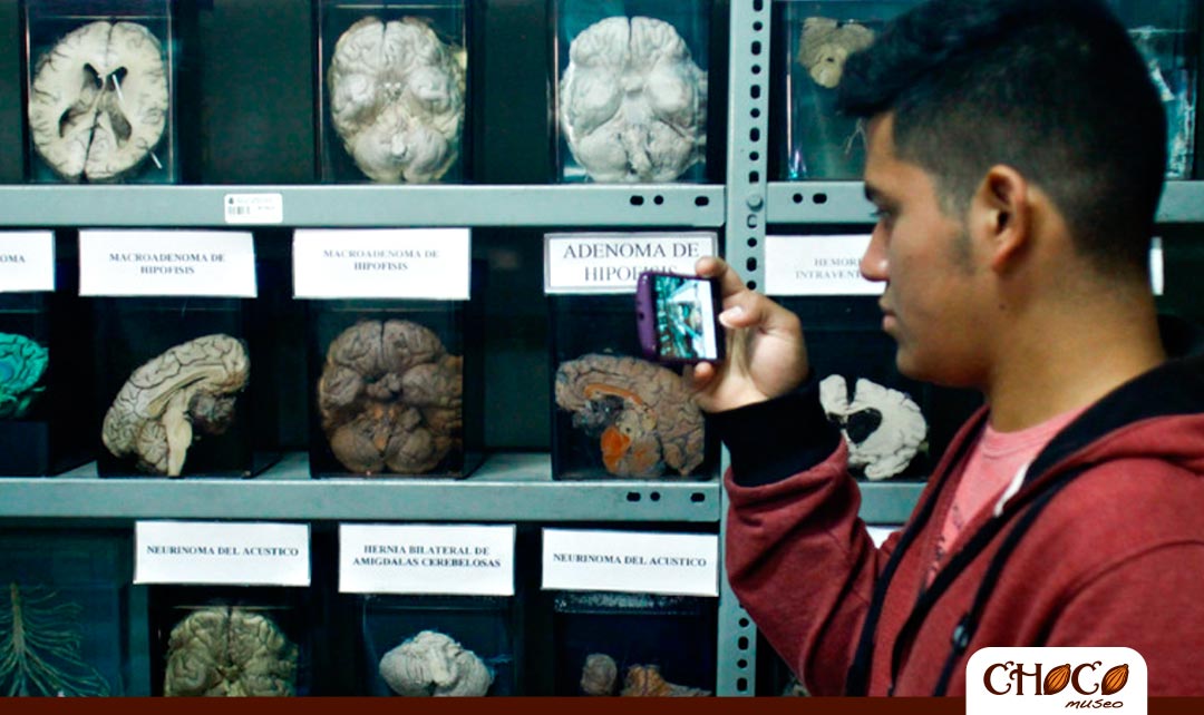 museo del cerebro en lima